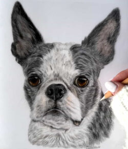 Pets By Mills